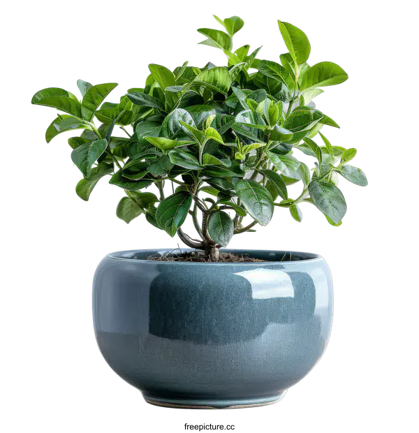 [Transparent Background PNG]A beautiful bonsai tree in a blue ceramic pot on a black background.