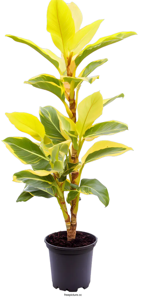 [Transparent Background PNG]Yellow Variegated Ficus Lyrata Plant in Black Pot