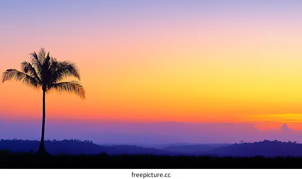 Sunrise Silhouette of a Palm Tree