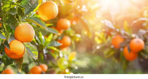 Ripe and Unripe Oranges on a Branch in an Orange Grove