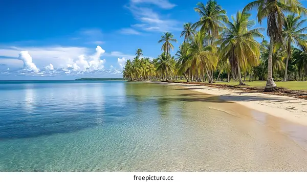 Tropical Beach with Palm Trees and Clear Blue Water
