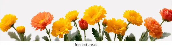 Colorful Chrysanthemum Flowers in Arrangement
