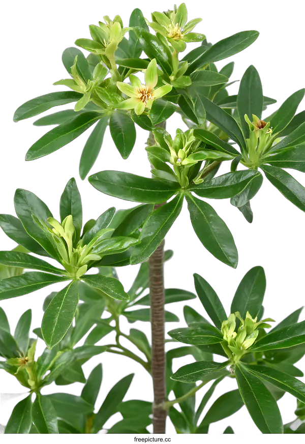 [Transparent Background PNG]Close Up of Green Leaves with White Background