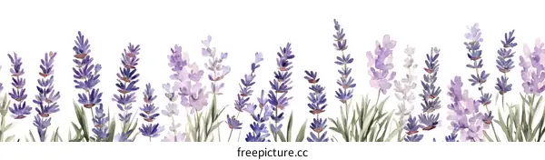 Beautiful Watercolor Lavender Border Design