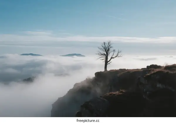 Lone Tree Standing on Misty Mountain Cliff Under Blue Sky