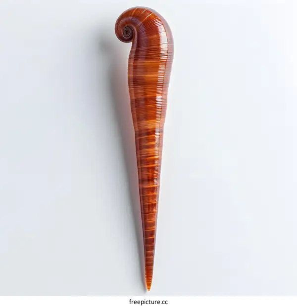 A brown fossil of a turritella shell on a white background