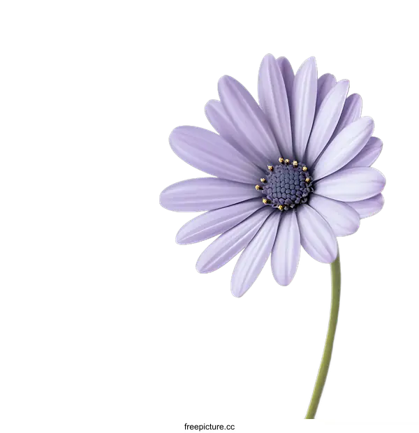 [Transparent Background PNG]Purple Flower on transparent background