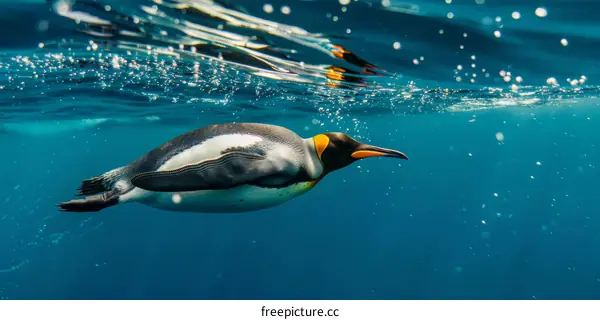 King penguins swimming in the Southern Ocean