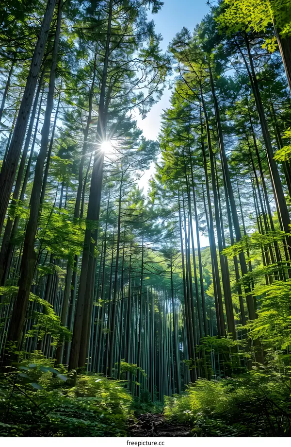 The sun shines through the tall trees in the forest