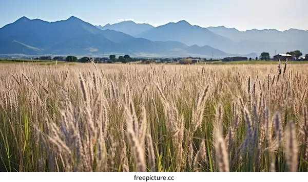 Golden Wheat Field with Distant Mountains