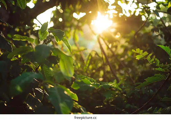 Sunlight Shining Through Green Leaves