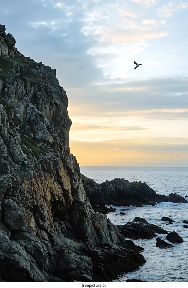 Seagull Flying Over Rocky Cliff At Sunset