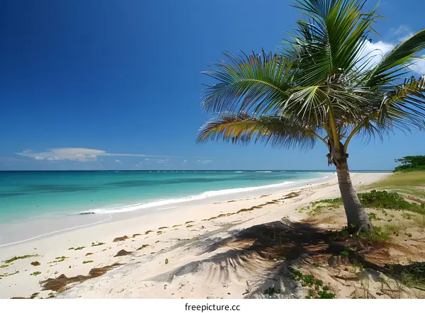 Palm tree on a beach with white sand and blue water