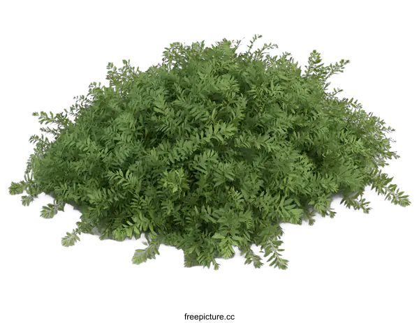 [Transparent Background PNG]Green Bush Plant Isolated on White Background