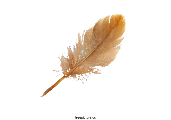[Transparent Background PNG]Closeup of a Light Brown Feather