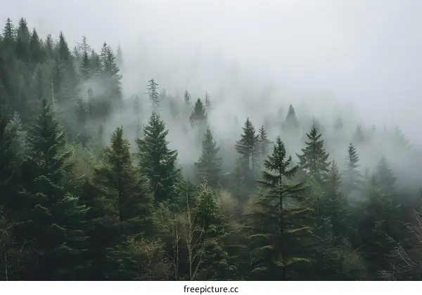 Foggy Forest Trees Landscape