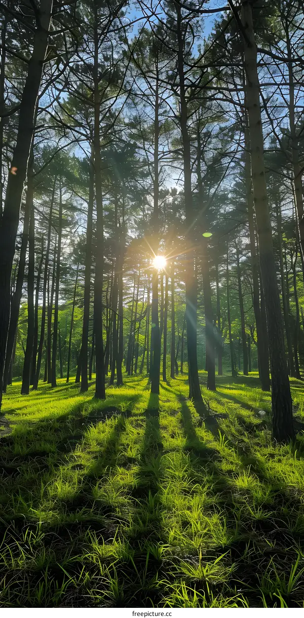 Sun shining through a forest of pine trees