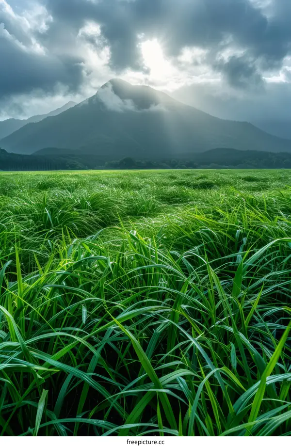 Green Grass Field With Mountain In The Distance