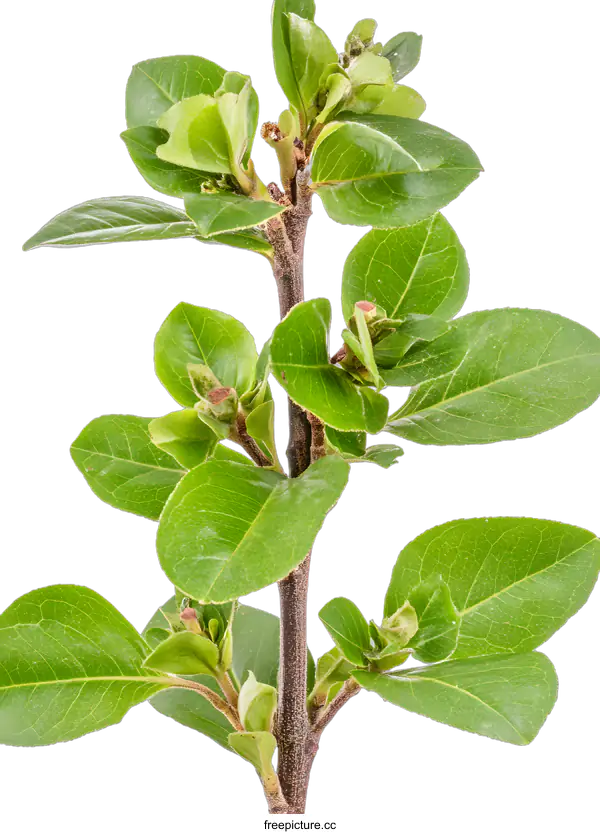 [Transparent Background PNG]Green Branch With New Leaves Isolated On White