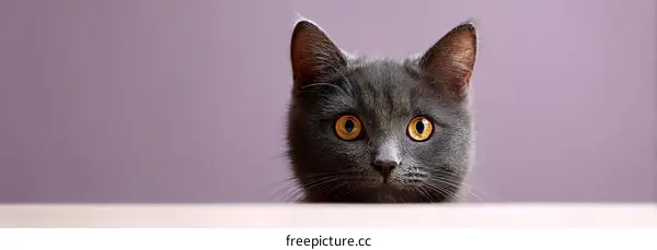 Curious Gray Cat Portrait Against Purple Background