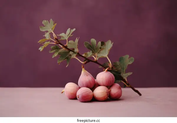 Fresh Figs on a Branch Against a Deep Purple Background