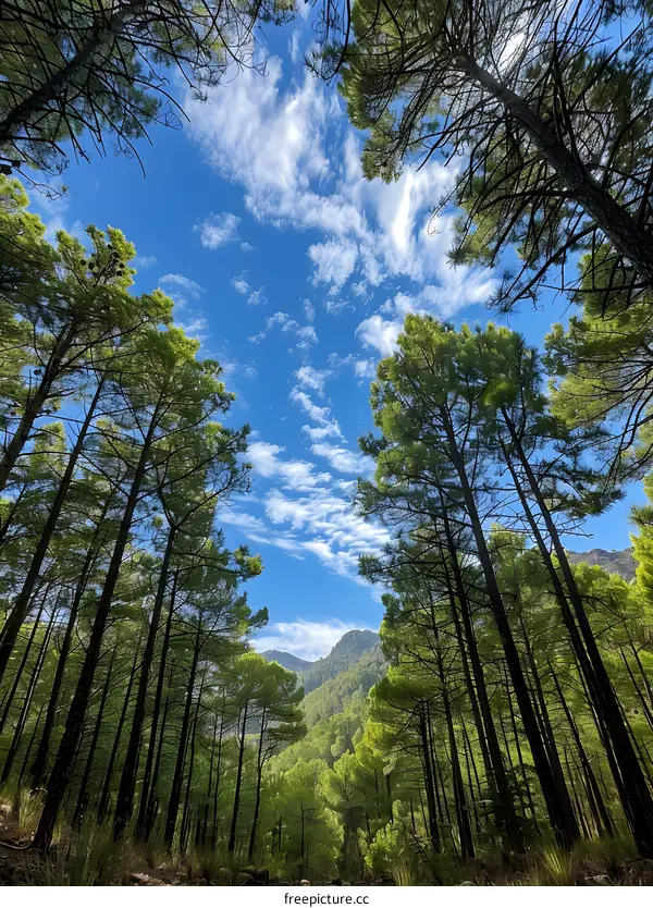 Looking up at the blue sky and white clouds through the woods