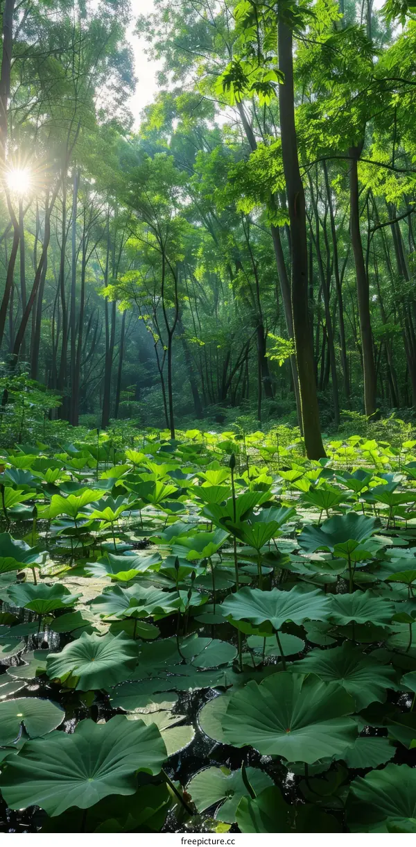 Green leaves of lotus plants in a pond in a forest with sunlight shining through the trees