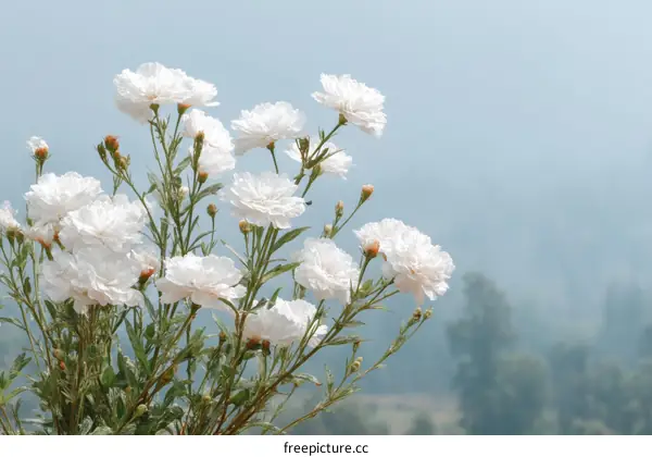 Beautiful White Flowers in Soft Light