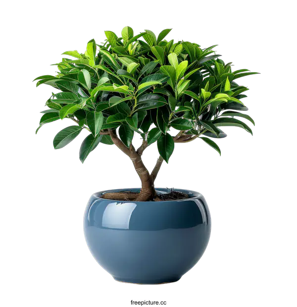 [Transparent Background PNG]A bonsai tree in a blue pot on a transparent background
