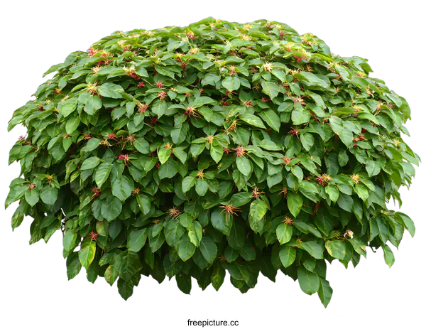 [Transparent Background PNG]Green Bush with Red Flowers Isolated on White Background