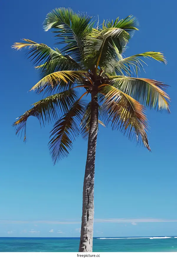 Palm tree on a tropical beach with blue sky and ocean