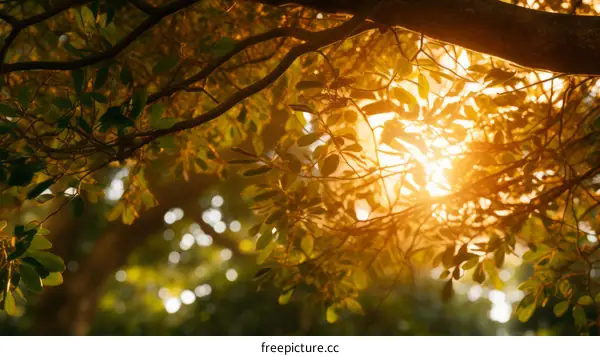 Sunlight Filtering Through Tree Leaves