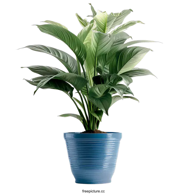 [Transparent Background PNG]Peace Lily Plant in Blue Pot on transparent background