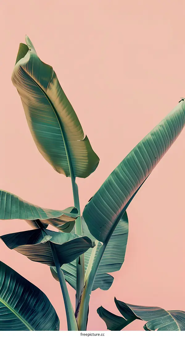 Green Tropical Leaves Against Pink Wall