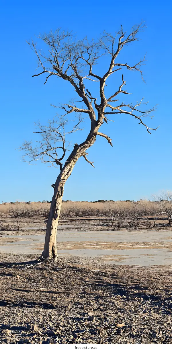 Dead Tree With Blue Sky In The Background