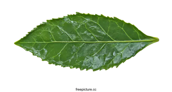 [Transparent Background PNG]Closeup of a Fresh Green Tea Leaf