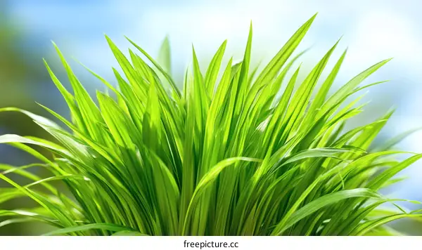 Fresh Green Grass Close Up