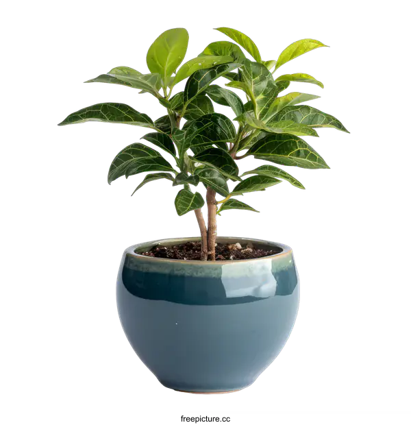 [Transparent Background PNG]A small potted plant with green leaves on a black background