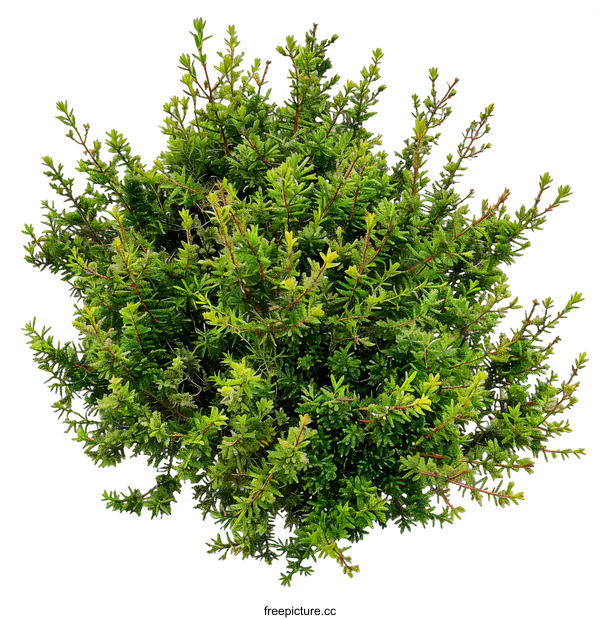[Transparent Background PNG]Green Bush Isolated on White Background