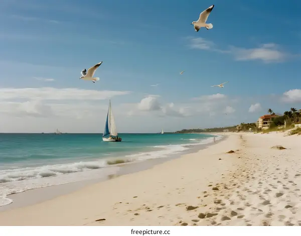 Sandy beach with clear blue water and flying seagulls