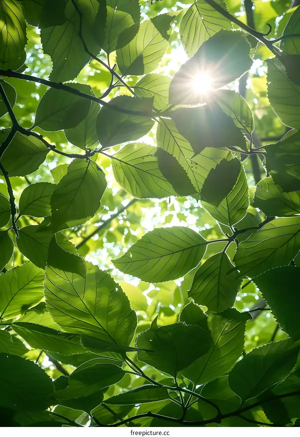 Looking up at the sun through a dense green foliage of a tree
