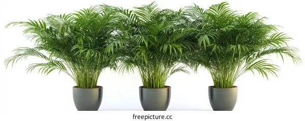 Three Beautiful Parlor Palms in Pots