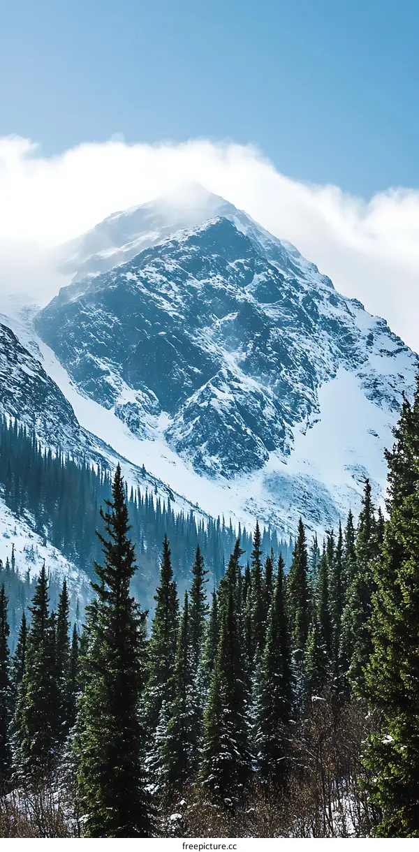 Snow Covered Mountain Peaks And Pine Trees