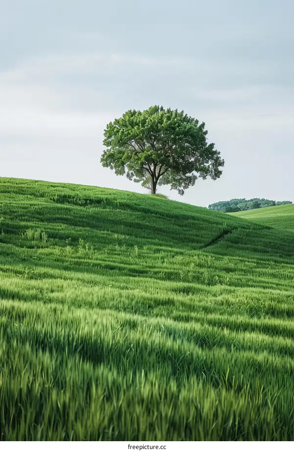 Lonely Tree on the Hillside