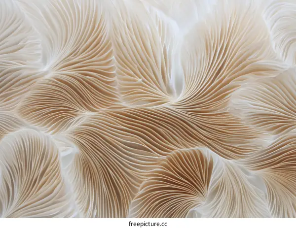 Closeup Abstract Texture of a Mushroom Cap