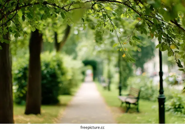 Park Pathway with Lush Greenery