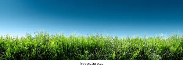 Fresh Green Grass Under a Vibrant Sky