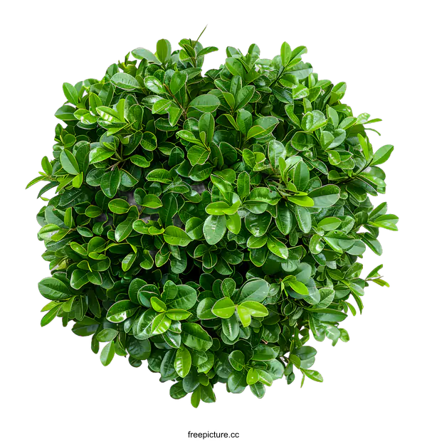 [Transparent Background PNG]Green Bush Top View Isolated On White Background