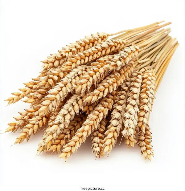 Wheat Ears Isolated on White Background