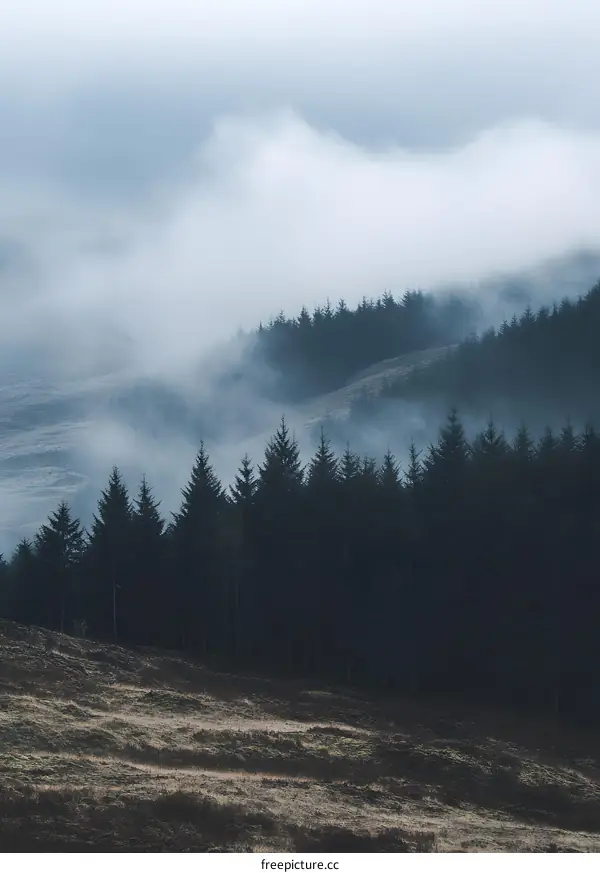 Foggy Forest Landscape with Mountains in the Background